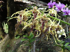 Dendrobium spectabile