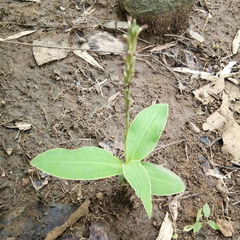 Peristylus goodyeroides