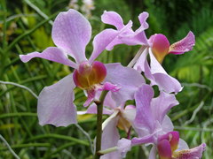 Papilionanthe
