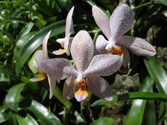 Orchidaceae