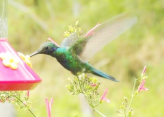 Colibri coruscans