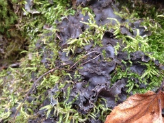 Peltigera phyllidiosa