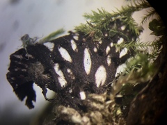 Peltigera phyllidiosa