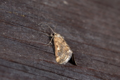 Tegostoma comparalis