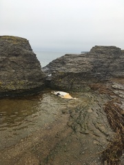 Halichoerus grypus grypus