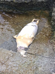 Halichoerus grypus grypus