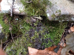 Peltigera phyllidiosa