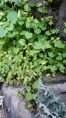 Erythranthe floribunda