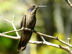 Colibri delphinae
