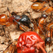 Camponotus sansabeanus - Photo 由 Mason S. 所上傳的 (c) Mason S.，保留部份權利CC BY-NC