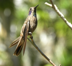 Colibri delphinae