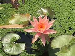 Nymphaea