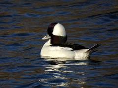 Bucephala albeola