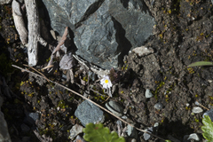 Euphrasia altaica