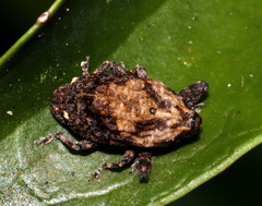 Blepiarda undulata