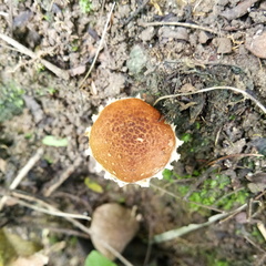 Agaricales