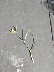 Eleusine tristachya