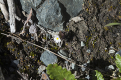 Euphrasia altaica