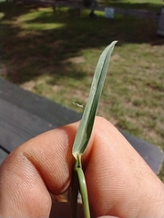 Eleusine tristachya