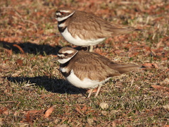 Charadrius vociferus