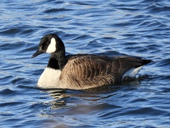 Branta canadensis