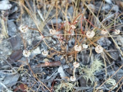 Eriogonum nortonii