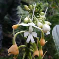 Calanthe ceciliae