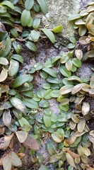 Anathallis minutalis