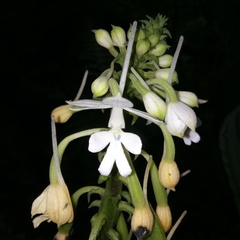 Calanthe ceciliae