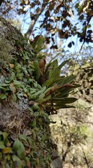 Anathallis minutalis