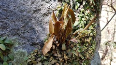 Anathallis minutalis