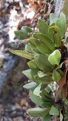 Stelis villosa