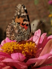 Vanessa cardui