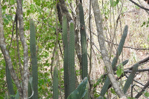 Image of Pilosocereus purpusii by (c) Sebastián de Jesús Herrera Buenfil, some rights reserved (CC BY)