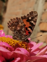 Vanessa cardui