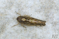 Osbornellus