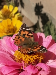 Vanessa cardui