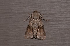 Turnerinycta phaeocosma