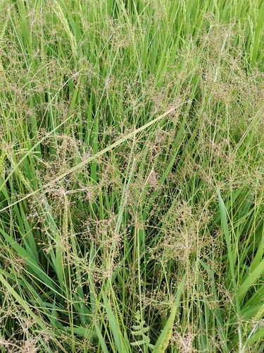 Grass-like Fimbry