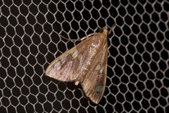 Rehimena leptophaes