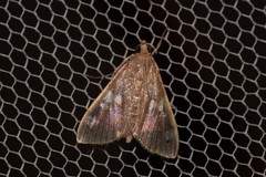 Rehimena leptophaes