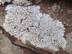 Physcia pseudospeciosa