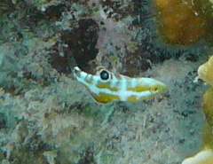 Halichoeres radiatus