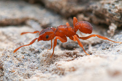 Cyphomyrmex flavidus