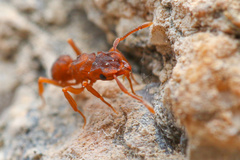 Cyphomyrmex flavidus