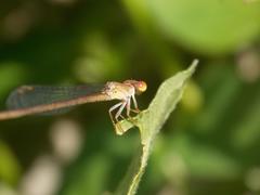 Ceriagrion praetermissum
