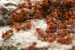 Cyphomyrmex flavidus