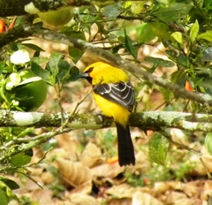 Icterus nigrogularis