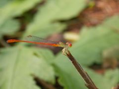 Ceriagrion praetermissum