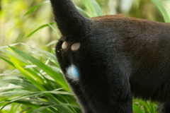 Allochrocebus lhoesti